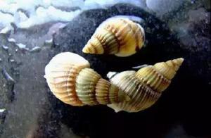 Food safety does not have bagatelle, these 6 kinds