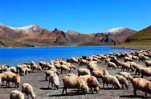 If I disappeared, you can come Tibet looks for me