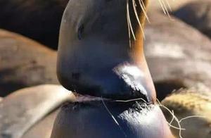 Solid take the animal that is cruellied kill by hu