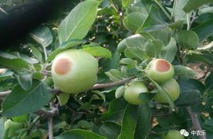 The apple covers these problems after bag to not a