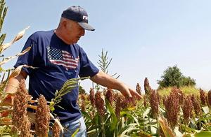 China buys the home to cancel American pork order,