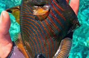 The beauty of the Xisha Islands is in the sea, the