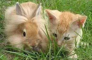 Touch when the animal on " with the paragraph " 