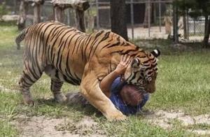 The man raised 6 tigers and 2 lions in the home, n