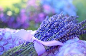 Lavender bouquet, beautiful