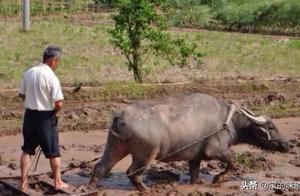 People often says " old Niu Xihuan eats tender gr
