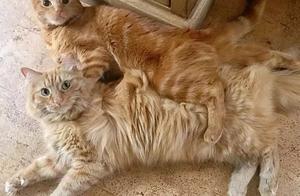 Have " devil pace " big tangerine, it is unbekno