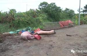 The be puzzled that live pig dies? Whole area seve