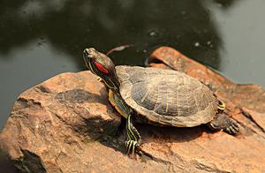 Appropriate of on the earth 6 defecate good raised