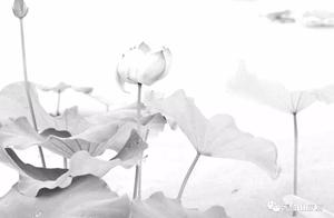 读了故事你能说说为什么莲花开了满世界都是菩萨吗