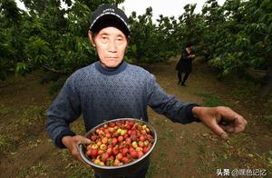 Beijing: The Sha Gu that tell a state piles cherry