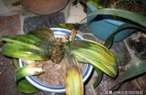 The gentleman with sodden serious heart orchid how