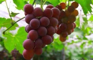 The grape is strung together small, bead is small,
