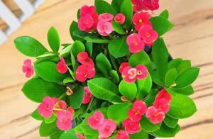 Soil hardens not allow to ignore, master little sk