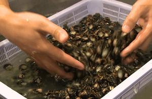 Ate two? Scamper cicada! Zhejiang dines together s