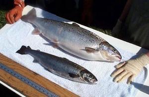 Weekly Morpheus having a fish good, intelligence q