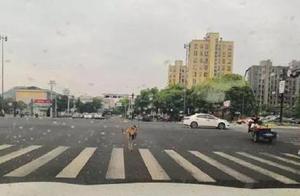 Ning Bo 2 kangaroos escape from prison! Walk along