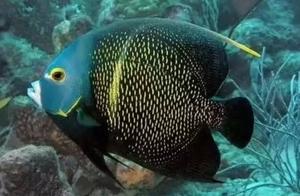 27 kinds suit the sturdy fish of large FOT