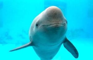 Maritime fishing village appeared China pig, the v