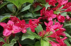 Bee not with butterfly contend for bestow favor on