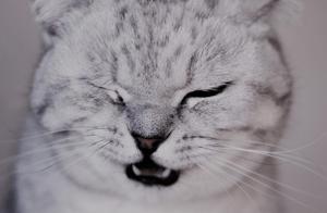 The kitten Mi that bud of British undercoat cat pursues so lovely is worth you to suck