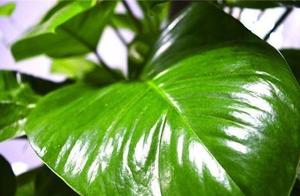 Of the moment that buy a flower " hole " , sharp