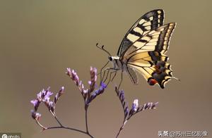 The summer already arrived, annual the seasonal arrival with most butterfly, can you go out to pat b