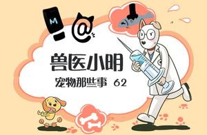 Dog dog oral cavity grew tooth stone to not allow 