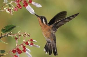 This kind of bird gets the recognition of people fully, be one hundred percent however 