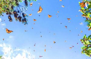 100 million butterfly fly to Yunnan butterfly cereal together, just like is aureate and marine! This