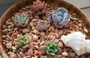 Meaty do not grow all the time, such settlement restore quickly to grow!