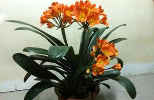 Gentleman orchid fertilizes, 1 kind 