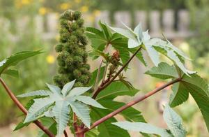 Castor-oil plant is chopped the earliest, but grab