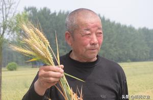 Wheat is become piece sere, it is do mischief of a kind of disease, farmer friend prevention and cur