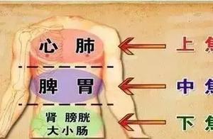 The three visceral cavities housing the internal organs is illogical, chronic pesters a body