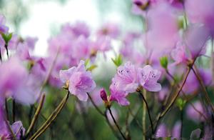 求含“杂”字的写景诗句展现生命力或生机的越多越好急急急
