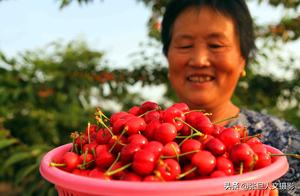 Big hole farmer cultivates Shanxi 150 mus of cherry are hanged 7 years if really each is twin taste