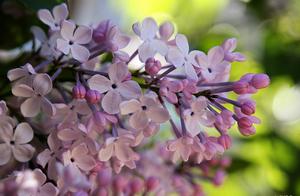 Does the city flower of Harbin have much beauty? L