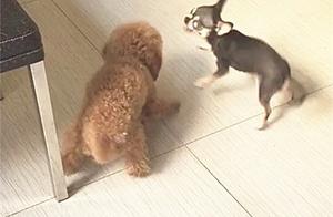 Auspicious baby and small Tai Di quarrel, small Tai Di: Major scolds a dog 20 years, encounter adver