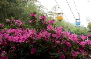 Azalea of full garden of benefit hill ancient town forms a cluster bunch blossoms, gong Yan of 10 li