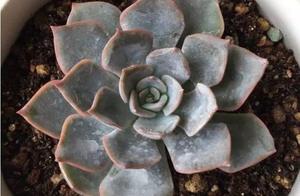 Law of root of meaty and fast hair, need not earth