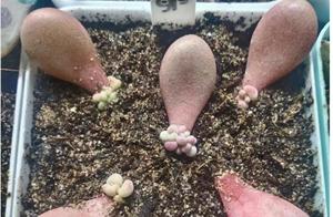 Peach egg leaf is inserted, grow a bull group unri