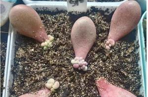 Peach egg leaf is inserted, grow a bull group unri