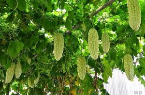 Summer is easy suffer from excessive internal heat, drink with water of this content bubble, qing Dy