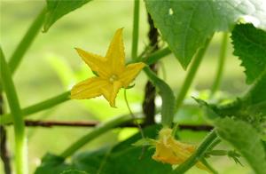 Is the food that plastic in bags just gave boiler 