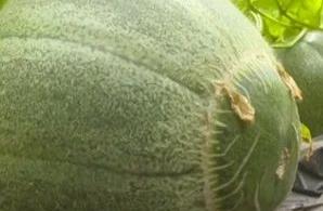 Sweet wave 10 lis new " old man melon " bosomy f