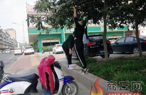 Unlike hidden trouble of loquat of orchard edible roadside big