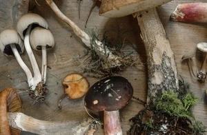 [provision is safe] edible is feral bacterium is t