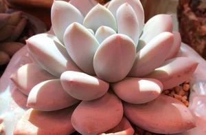 The novice enters pit -- I already was not nervous meaty Xiaobai!