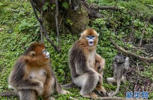 Golden monkey of Hubei Shen Nong Jia gets be prote